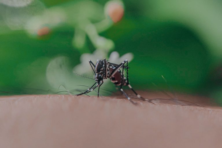 AUTORIDADES ALERTAN SOBRE MOSQUITOS PORTADORES DE ENFERMEDADES EN PALM BEACH, PIDEN REFORZAR MEDIDAS DE PREVENCIÓN