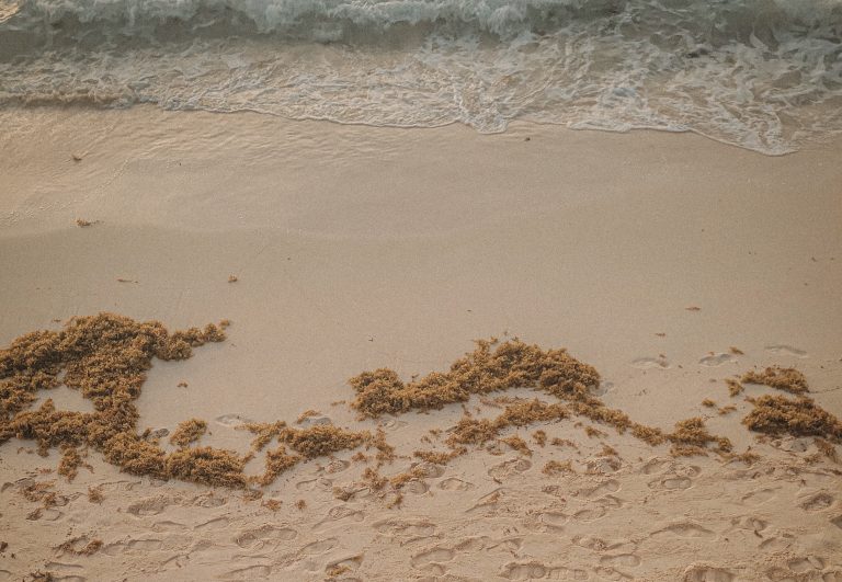 MIAMI-DADE RETIRA 9.000 TONELADAS DE SARGAZO DE SUS PLAYAS EN JULIO