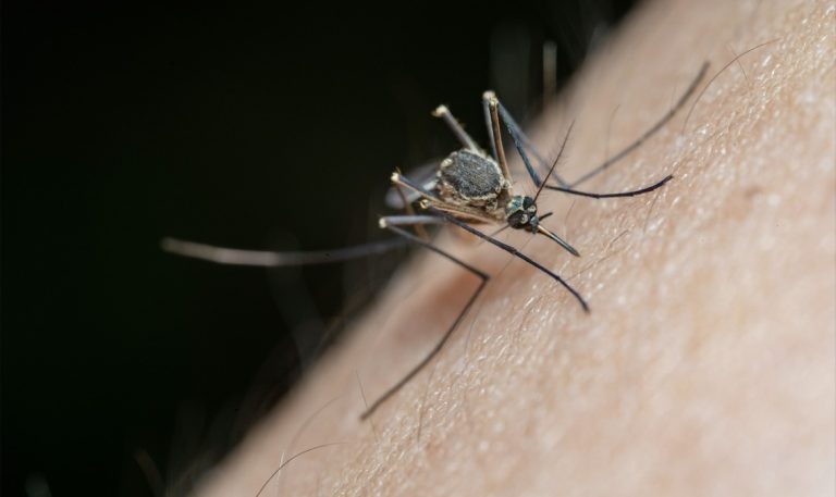 FLORIDA ENFRENTA UN AUMENTO DE ENFERMEDADES TRANSMITIDAS POR MOSQUITOS