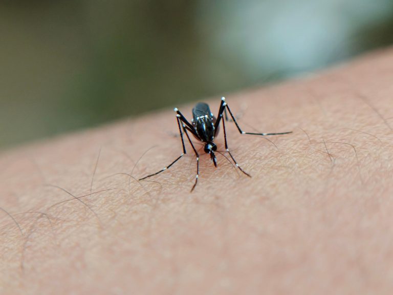 DENGUE EN FLORIDA: EL AUMENTO DE CASOS LOCALES VUELVE A PONER EN ALERTA A LAS AUTORIDADES DE SALUD