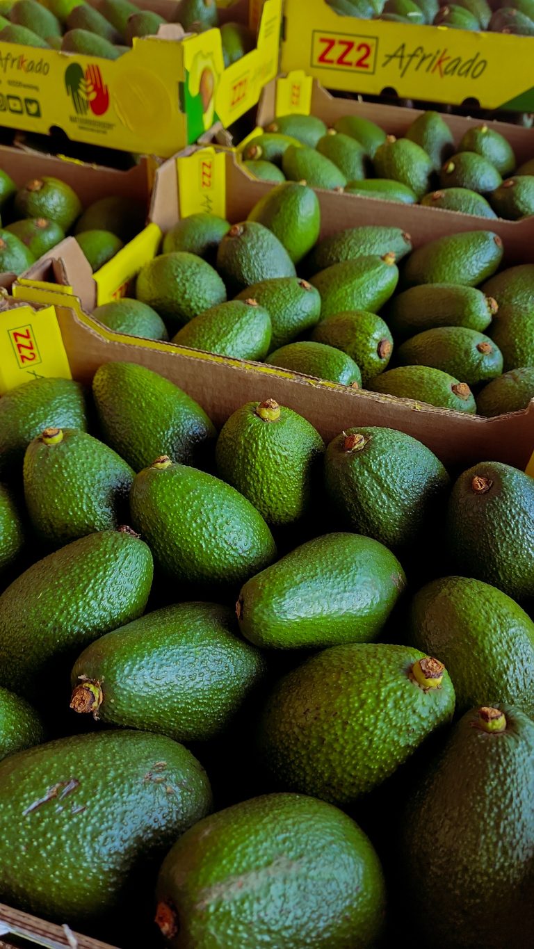¿ES SALUDABLE COMER AGUACATE TODOS LOS DÍAS? ESTO ES LO QUE DEBES TENER EN CUENTA
