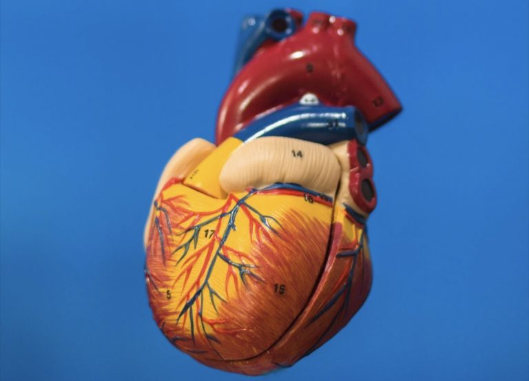 FDA APRUEBA UNA VÁLVULA CARDÍACA PEDIÁTRICA QUE PUEDE CRECER JUNTO CON LOS NIÑOS