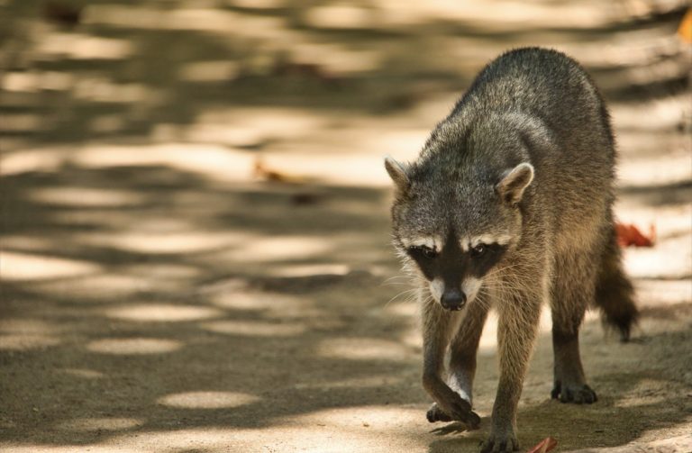FLORIDA EMITE UNA ALERTA DE RABIA TRAS DETECTAR UN MAPACHE INFECTADO EN STUART