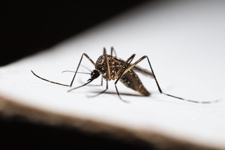 FLORIDA ENFRENTA EL MAYOR BROTE DE DENGUE EN DÉCADAS